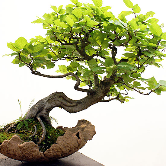pure natural pumice grow media for bonsai enthusiasts