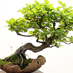 pure natural pumice grow media for bonsai enthusiasts