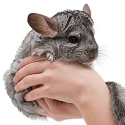 critters like chincillas dust-bathe in pumice powder
