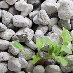 pumice stones in aquaponics system