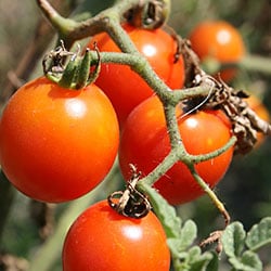 pumice is an excellent soilless grow media