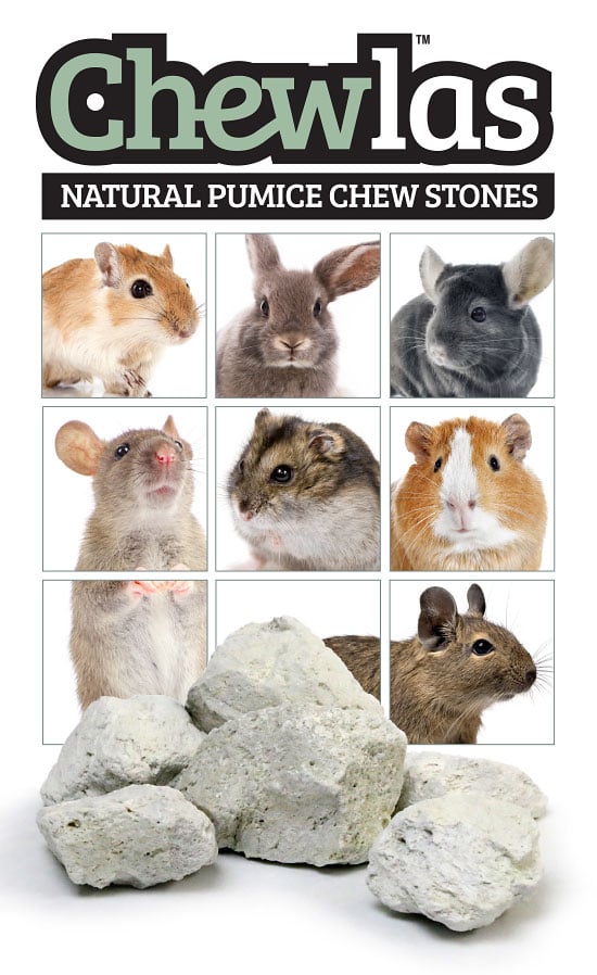 chinchilla dust bathing photo stack