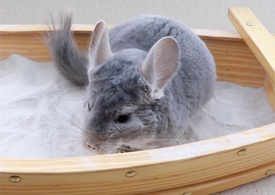 chinchilla dust bathing photo