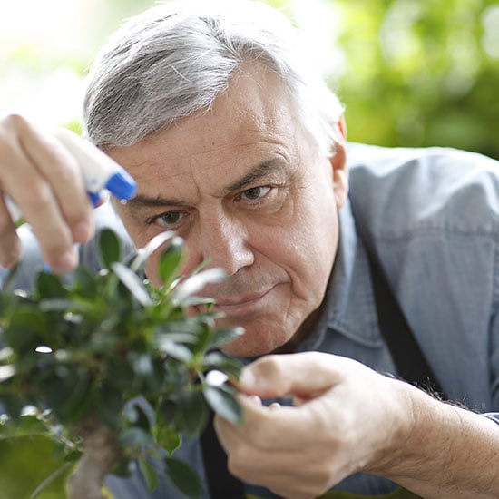 caring for bonsai leaves