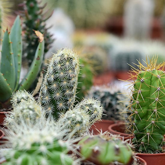 cactus potted in pumice