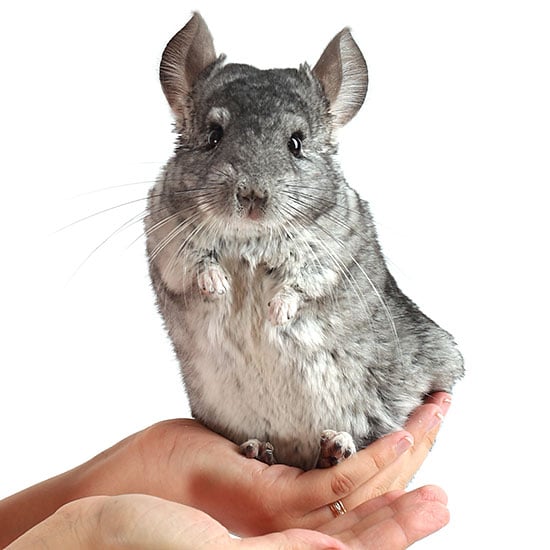 a chinchilla looking forward to a pumice dust bath