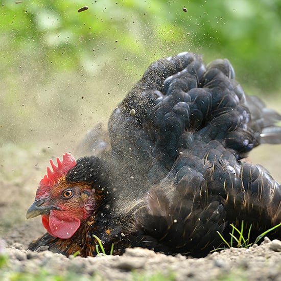a chicken having a dust bath