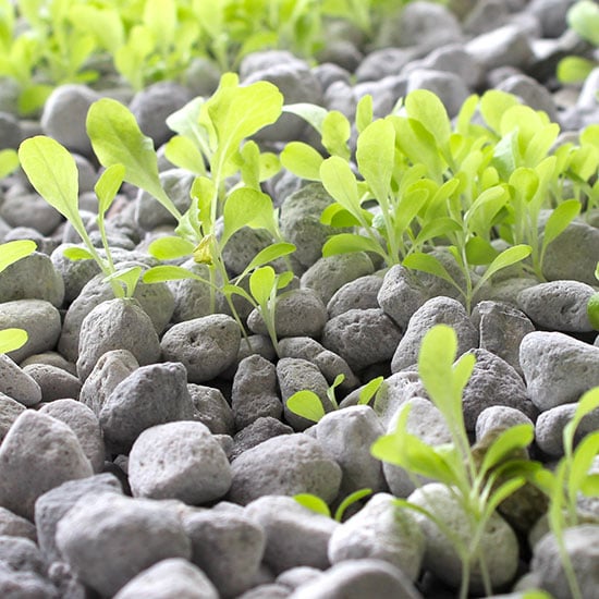 Ponics Stone grow media used in an aquaponics system