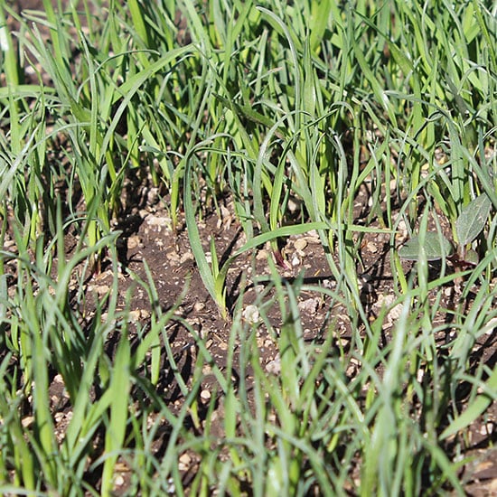 pumice amending and conditioning heavy clay soil for a newly-seeded lawn