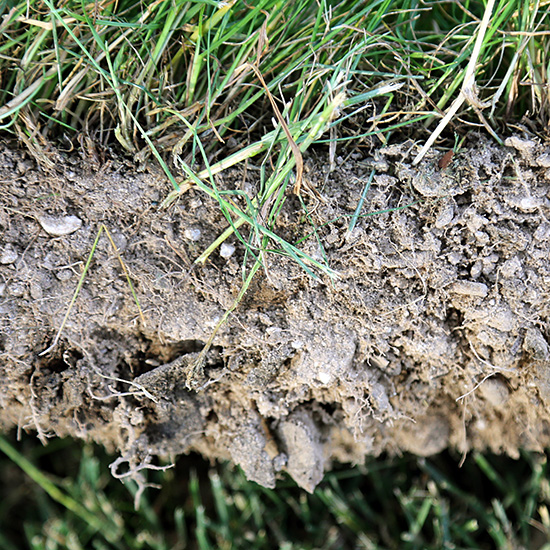 cut-away showing new lawn rooted in pumice-amended clay soil